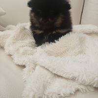 Pomerania maschio