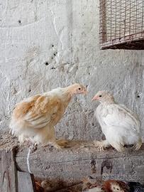 Galli , galline e pulcini