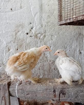 Galli , galline e pulcini