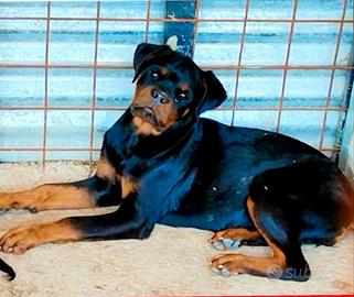 Cucciola rottweiler