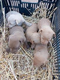 Cuccioli di cirnechi dell'etna