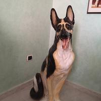 Cane pastore tedesco