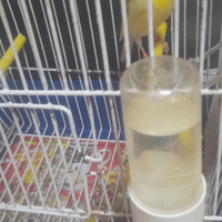 Canarino d razza giasper in amore