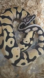 Pitone reale scaleless pastel het pied 2025