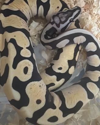 Pitone reale scaleless pastel het pied 2025