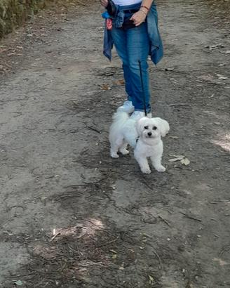 Maltese per accoppiamento