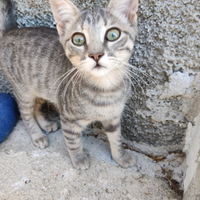 Coppia di gattine da adottare