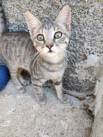 Coppia di gattine da adottare