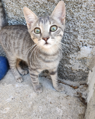 Coppia di gattine da adottare