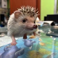 Riccio africano allevamento