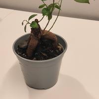 Bonsai Ginseng