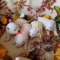 Cuccioli di Volpino Italiano