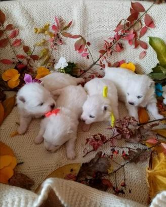 Cuccioli di Volpino Italiano
