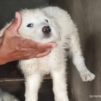 Cuccioli pastore maremmano abruzzese