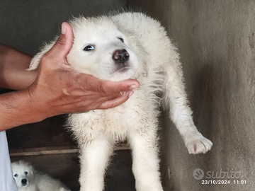 Cuccioli pastore maremmano abruzzese