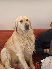 Accoppiamento golden