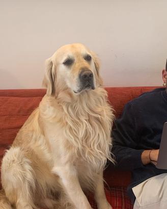 Accoppiamento golden