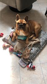 Accoppiamento bulldog francese