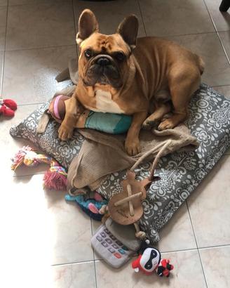 Accoppiamento bulldog francese