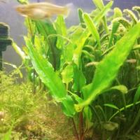 Cryptocoryne - piante super resistenti per acquari