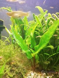 Cryptocoryne - piante super resistenti per acquari