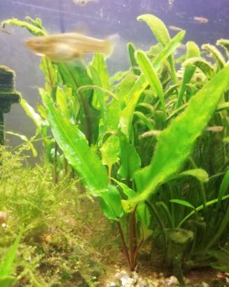 Cryptocoryne - piante super resistenti per acquari
