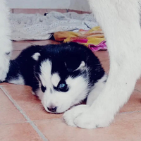 Siberian Husky Cuccioli