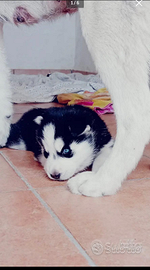 Siberian Husky Cuccioli