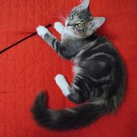 Femmina con pedigree