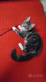 Femmina con pedigree