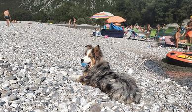 Pastore Australiano disponibile per accoppiamento