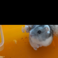 Criceti appena svezzate