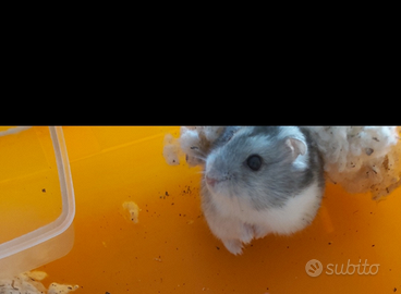 Criceti appena svezzate