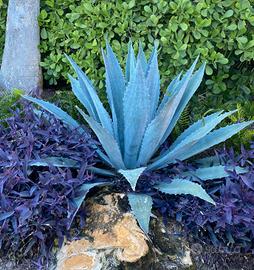 Agave americana varietà "super blue"