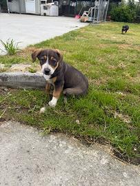 Cuccioli taglia media