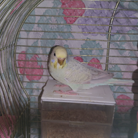 Cocorita spangle avorio