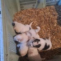 Cuccioli di cani da montagna dei pirenei