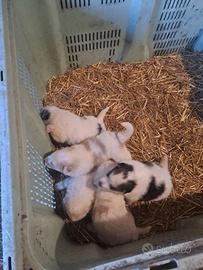 Cuccioli di cani da montagna dei pirenei