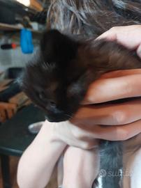 Gattini di due mesi