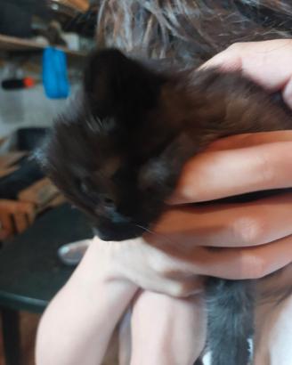 Gattini di due mesi