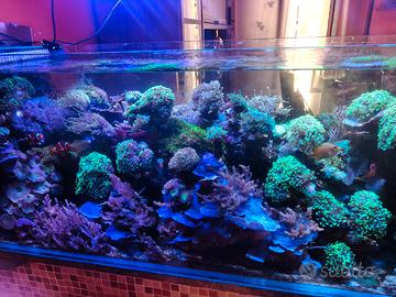 Coralli talee acquario marino