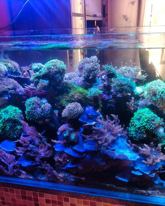 Coralli talee acquario marino