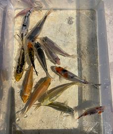 Carpe Koi