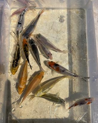 Carpe Koi