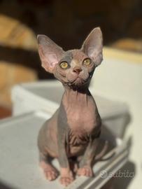 Cuccioli di Canadian Sphynx