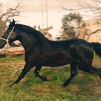 Cavallo Fattrice Murgese