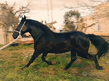 Cavallo Fattrice Murgese