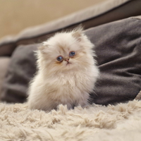 British shorthair e longhair