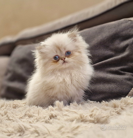 British shorthair e longhair