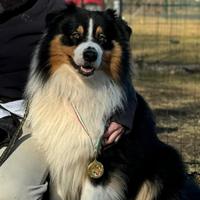 Pastore Australiano black tricolor per monta